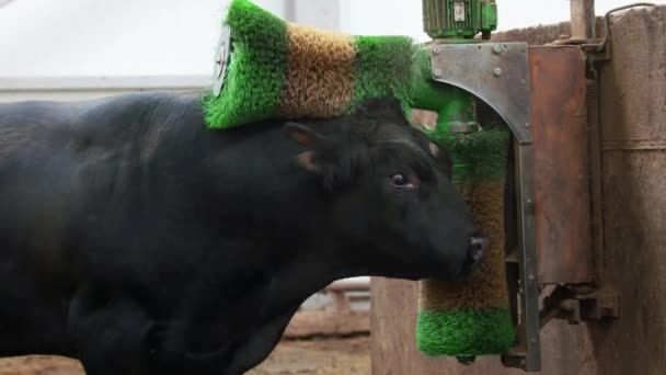 Estilo de vida agrícola. Bull se limpia con cepillos en la granja — Vídeo de stock