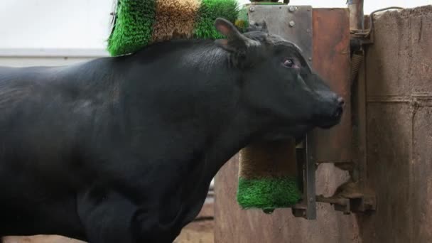 Boerderij levensstijl. Grote stier reinigt zichzelf met groene en gele borstels op boerderij — Stockvideo