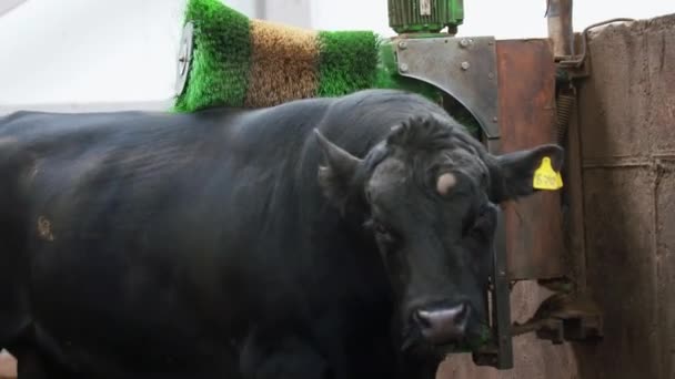 Farm lifestyle. Black bull cleans himself with huge brushes at farm — Stock Video