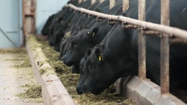 Linie černé krávy beze spěchu žvýkat seno z bloků v stánků na farmě — Stock video