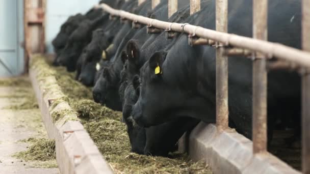 Linia krów z żółtymi etykietami w uszach żucia świeżego siana z wiadra w boksach — Wideo stockowe