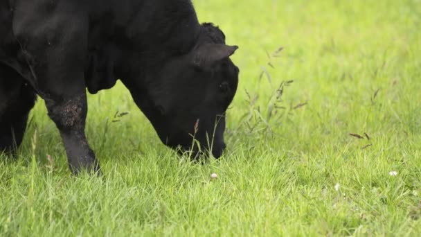 Estilo de vida Barnyard. Bulls com pastoreio no prado e à procura de comida — Vídeo de Stock