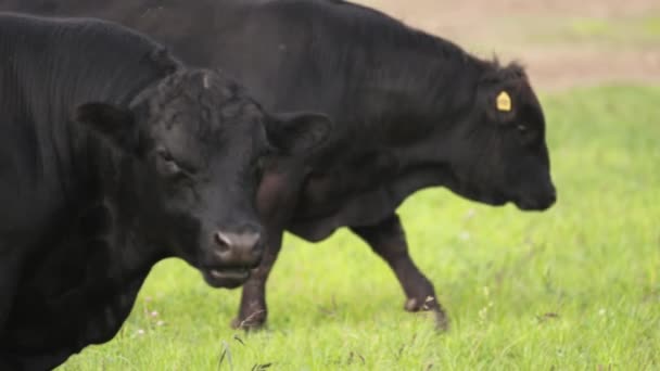 Toros con pastoreo en el prado y buscando comida — Vídeos de Stock
