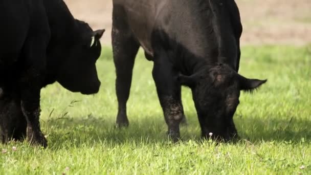 Estilo de vida Barnyard. Grandes toros pastando en el prado y buscando comida — Vídeos de Stock
