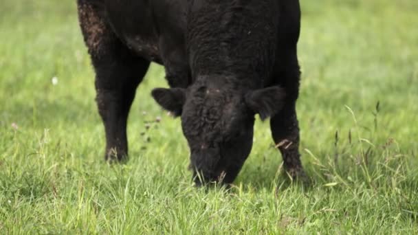 Tjurar med smutsiga ansikten betar på ängen och ser läckra gräs — Stockvideo