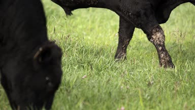 Çayır üzerinde otlatma ve yiyecek arayan boynuzları olmadan siyah boğa