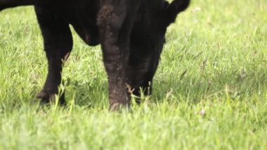 Siyah inek çayır üzerinde otlatma ve çim için seyir boynuzları olmadan