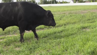 Çiftlik sayısı. Taze ot çiğneme bir otlakta otlayan boğa