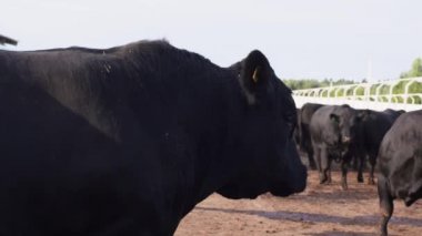 Boğa yarda gider ve yavaş yavaş Şu kameraya seyir için döner 