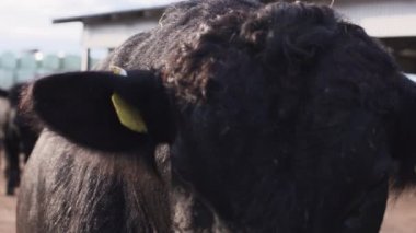 Kıvırcık saçları ve siyah gözleri. Parti hayvanları ortasında kamera önünde boğa kalır