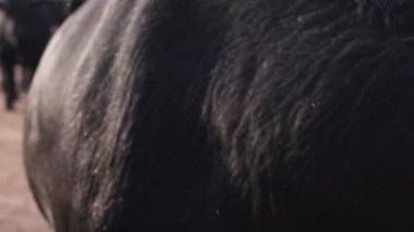 Güçlü vücut kısa saçlı. Parti hayvanları ortasında kamera önünde boğa kalır