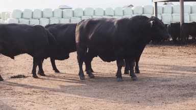 Boğalarla sessizce çiftlikte ayakta ve etrafa kulaklara sarı etiket