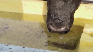 İnek çiftliği nde içme kase sipping su yüz 
