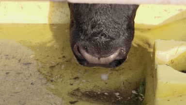 Siyah boğa içecekler su yavaş yavaş Ranch'te içme kase yüz 