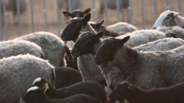 Beyaz ve siyah koyun sürüsü bir bahçeden diğerine gitmek. Günlük çiftlik