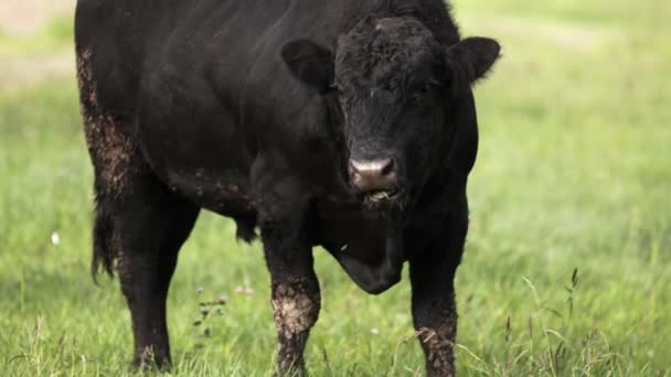 汚い足と顔 yummi 草をして草原に放牧牛 — ストック動画