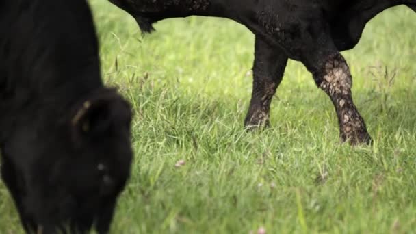 Taureaux noirs sans cornes broutant sur la prairie et à la recherche de nourriture — Video