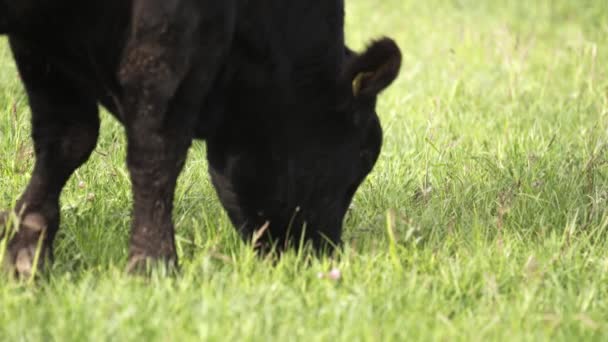 Vacas pastando tranquilamente en el prado y buscando deliciosa hierba para comer — Vídeo de stock