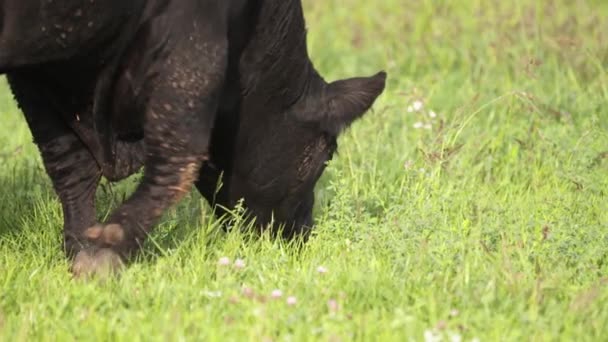 Vacas sem chifres pastando no prado e procurando grama fresca — Vídeo de Stock