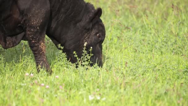 Grandes vacas pastando calmamente no prado e procurando grama fresca — Vídeo de Stock
