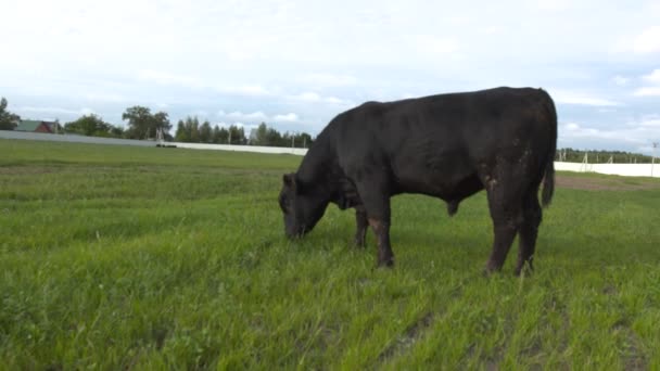 Stieren op een grasland kauwen vers gras — Stockvideo