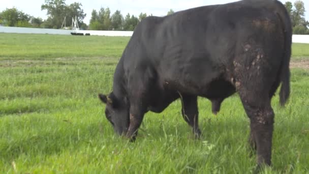 Grazende stieren op een grasland gras te kauwen. Dagelijkse boerderij — Stockvideo