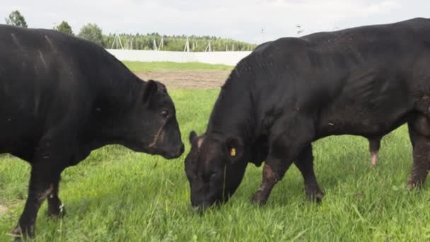 Ежедневная Два быка жуют траву на поле и сражаются за еду — стоковое видео