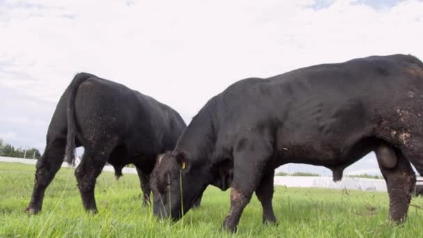 Fazenda diária. Dois touros sem chifres mastigando grama no campo e lutando por comida — Vídeo de Stock