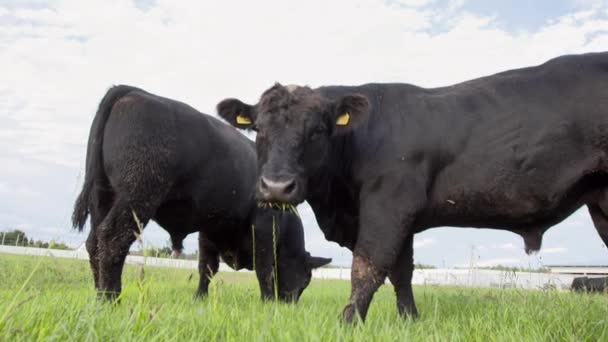 Dois touros com rótulos amarelos nas orelhas mastigando grama no campo e lutando — Vídeo de Stock