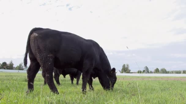 Bete tjurar på en vall som tuggar färskt gräs. Dagliga gård — Stockvideo