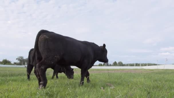 Ranch uitzicht. Stieren op gras te kauwen grasland — Stockvideo