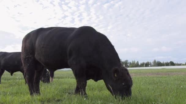牧场的景色。放牧公牛在草地上咀嚼新鲜的草。每日农场 — 图库视频影像