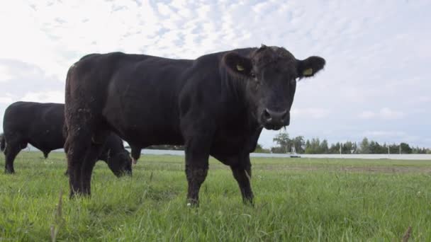 Ranch visningar. Bete tjurar på en vall som långsamt tugga färskt gräs — Stockvideo