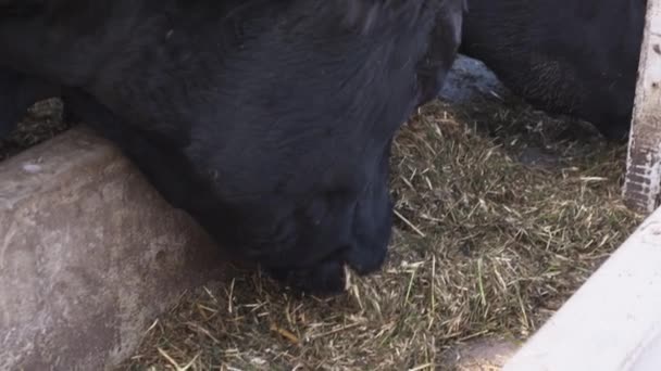 Poche mucche adulte senza corna mangiano affamato fieno da secchi a corral — Video Stock