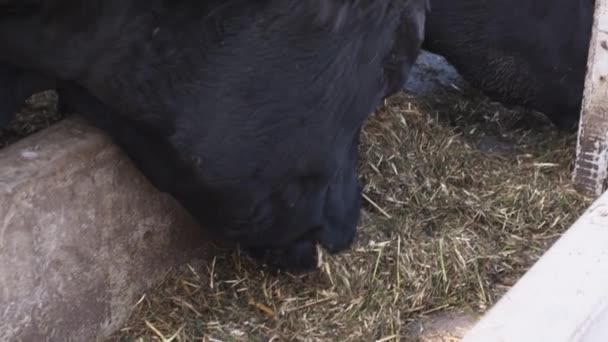 Peu de vaches adultes sans cornes mangent avec faim le foin des seaux au corral  