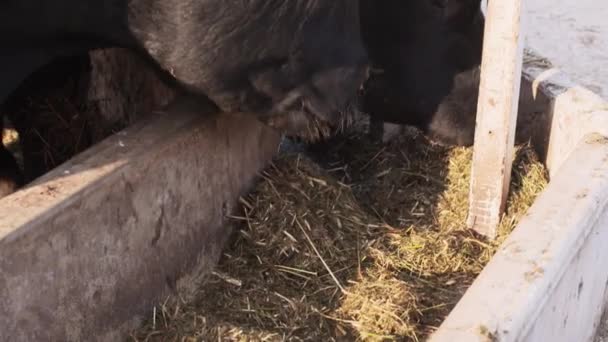 Немногие черные большие коровы охотно едят сено из ведра в загоне — стоковое видео