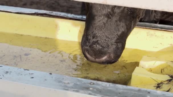Bikák szembe slurping vizet iszik tál Ranch 