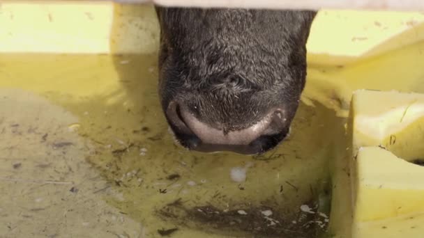 Černé býky čelit nápoje voda pomalu z pití misku na ranči — Stock video
