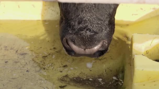 Taureaux noirs visage boit de l'eau lentement à partir de bol à boire au ranch  