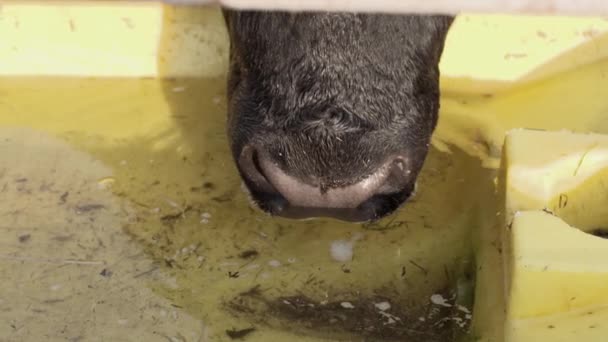 Toros negros cara bebe agua lentamente de tazón de beber en el rancho — Vídeo de stock