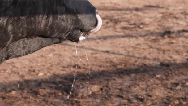 Estilo de vida no rancho. Preto touro lambendo seu nariz molhado e boca depois de beber água — Vídeo de Stock