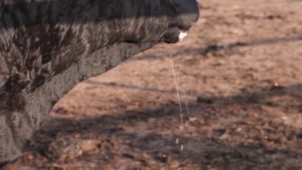 Ράντσο τρόπος ζωής. Ενηλίκων Ταύρος γλείψιμο υγρή μύτη και το στόμα του μετά το πόσιμο νερό — Αρχείο Βίντεο