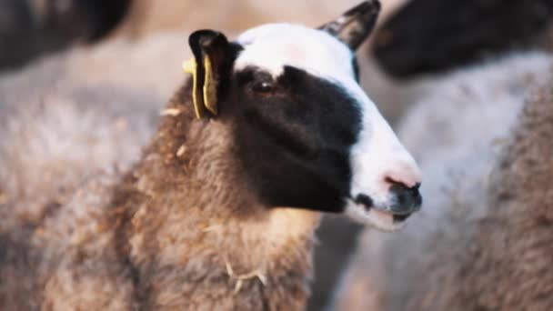 Les moutons restent dans le troupeau à la ferme et regardent à gauche et à droite — Video