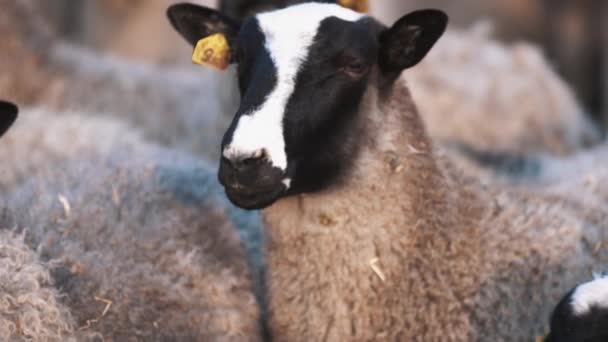 Les moutons noirs et blancs restent dans le troupeau à la ferme et regardent à gauche et à droite 