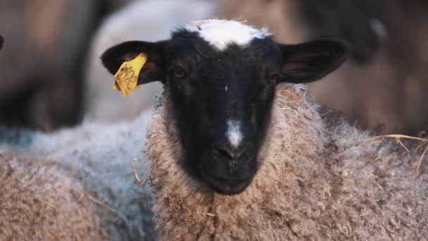 Caracolado ovelhas pontiagudas ficar em rebanho na fazenda e olhar para a esquerda e direita — Vídeo de Stock