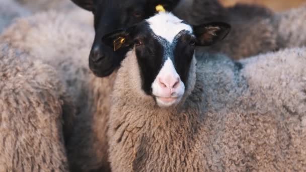 Les moutons restent sur le ranch et tournent lentement la tête vers le côté droit  