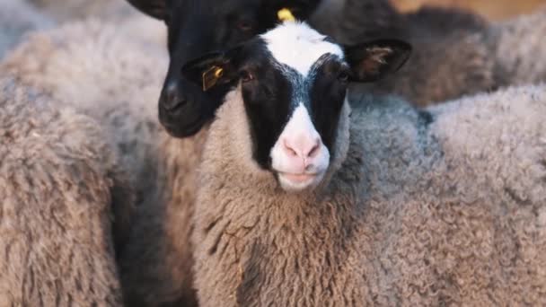 Fåren håller på ranch och vrider långsamt dess huvud till höger — Stockvideo