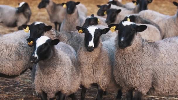 Три бальзама и белые овцы стоят перед видеокамерой бок о бок — стоковое видео