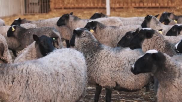 Vue sur la grange. Têtes de mouton bouclées. Vue d'en haut. Style de vie agricole  . — Video