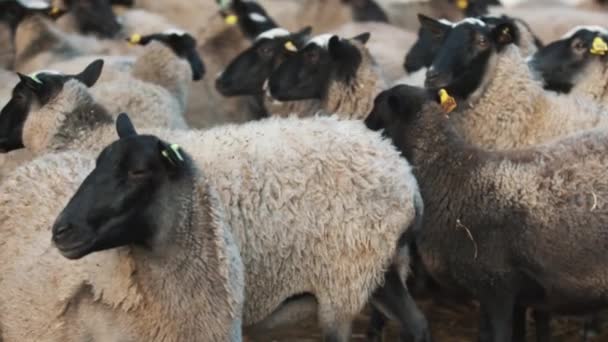 Овцы держатся подальше от стада и смотрят на видеокамеру. — стоковое видео